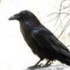 Corvus Corax